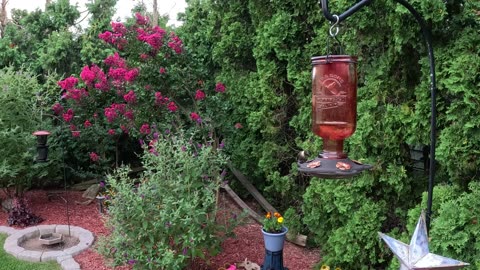 Hummingbird
