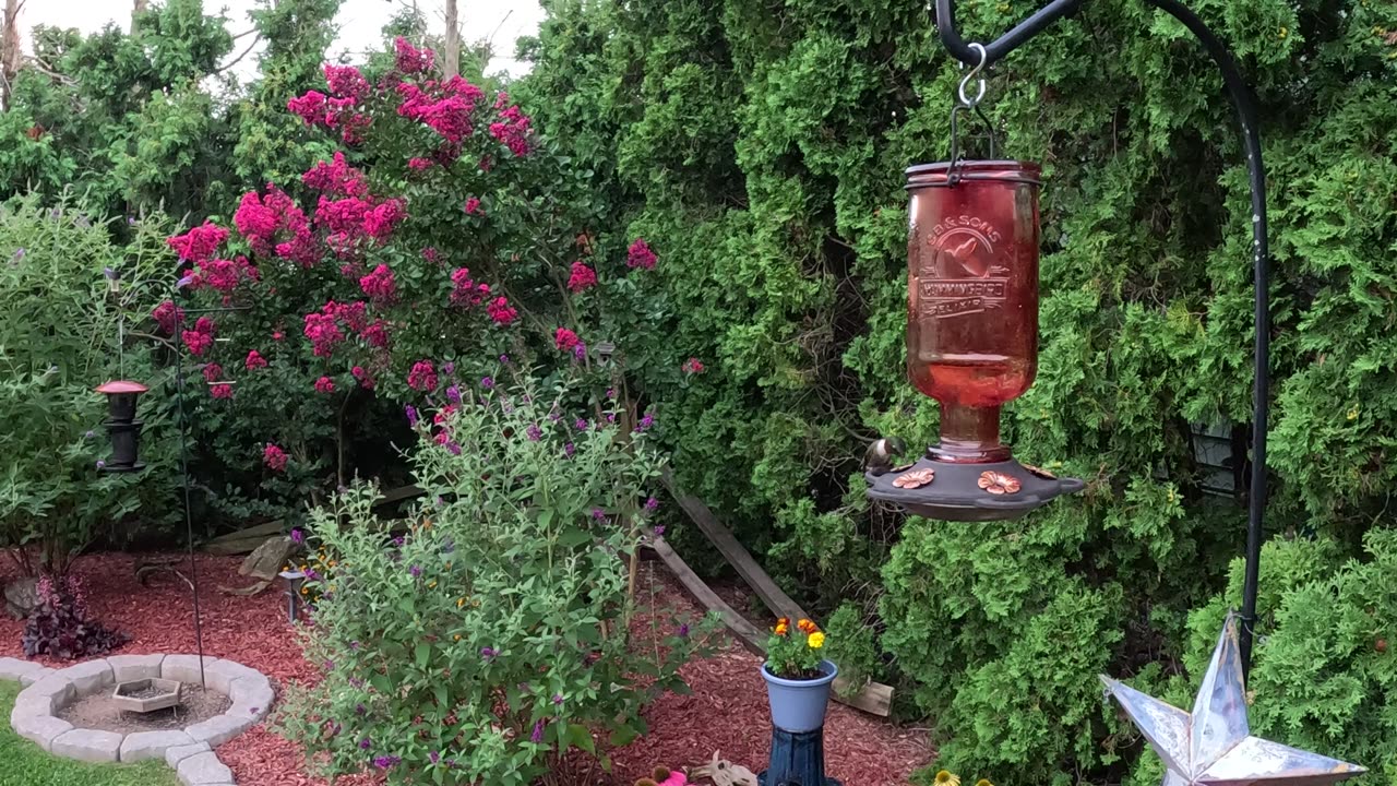 Hummingbird