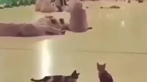 Brilliant cat