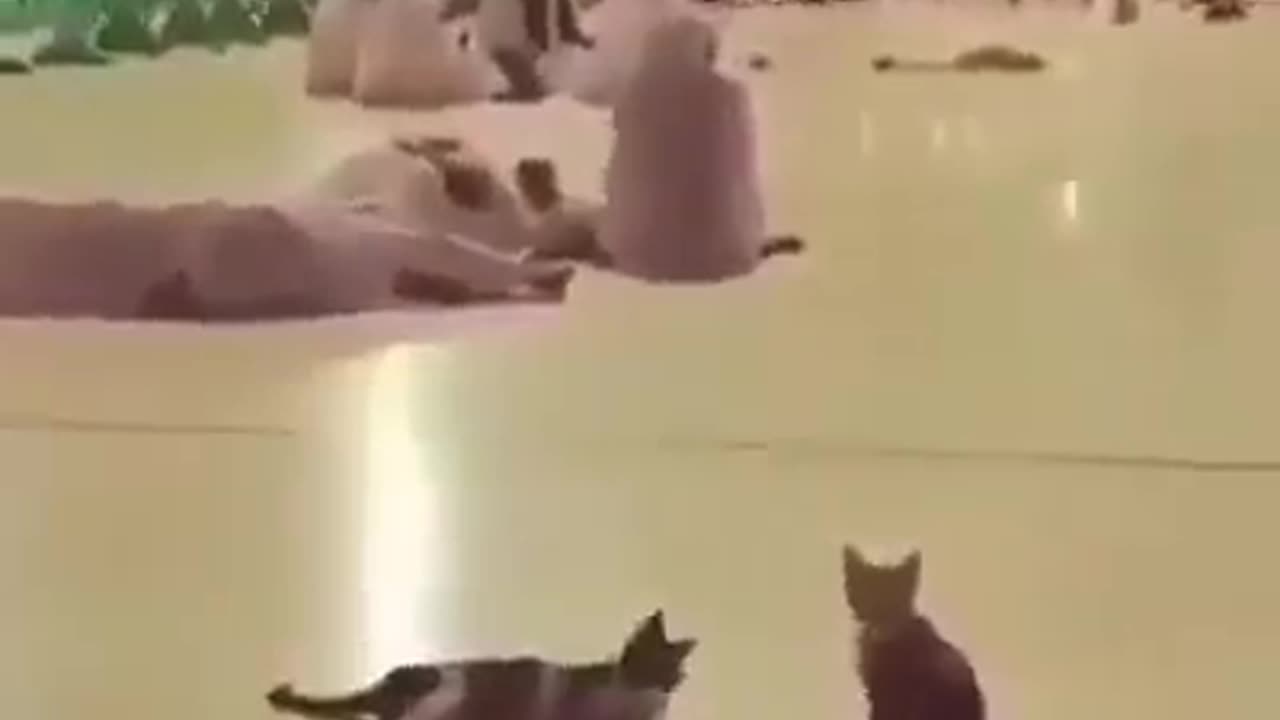 Brilliant cat