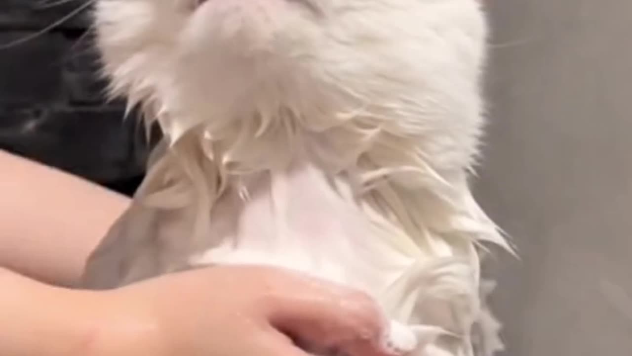 Cat neat and clean