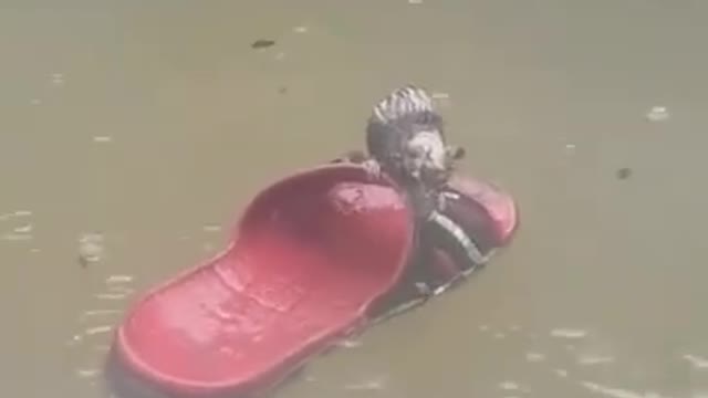 A rat crosses the river on a soles for fear of drowning