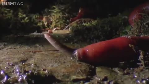Kinabalu leech consuming worm