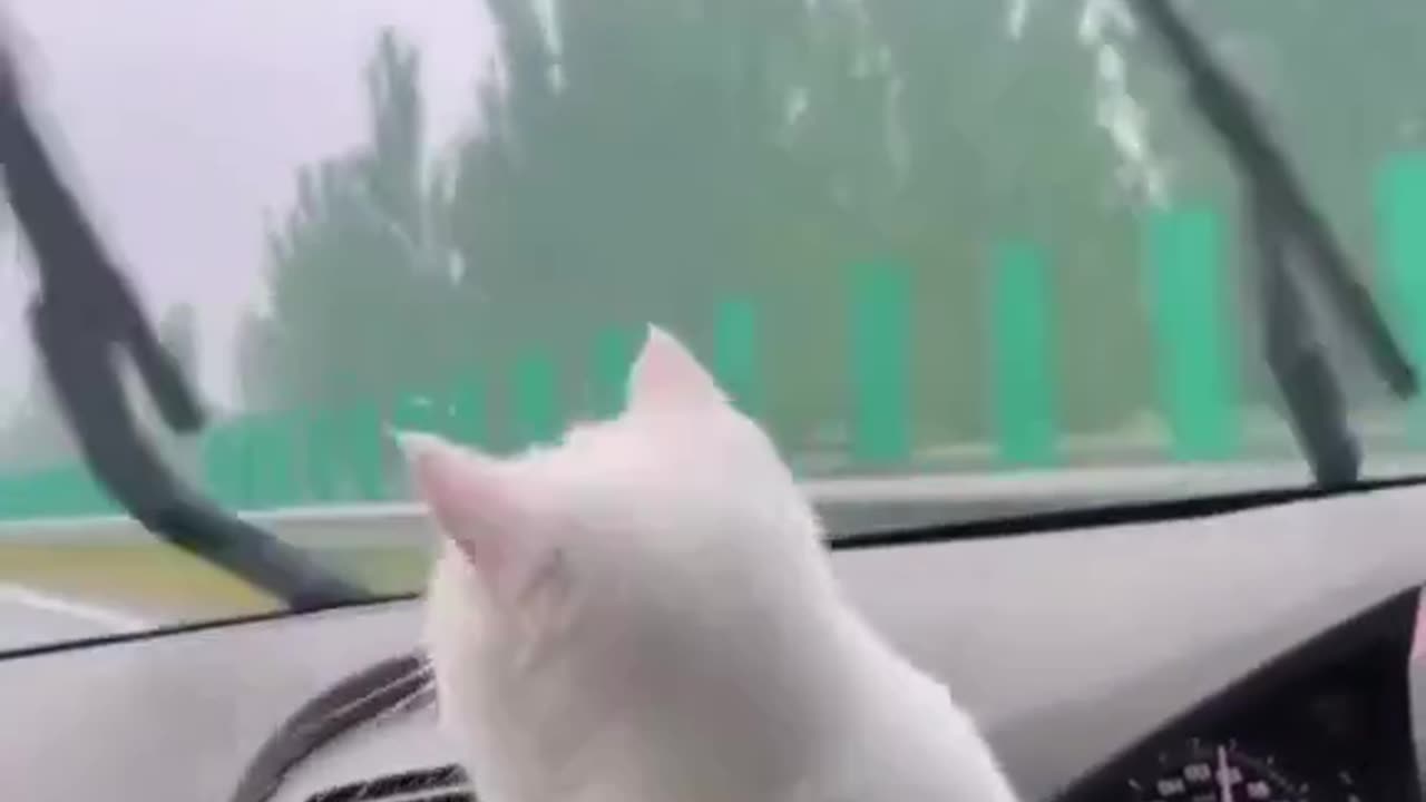 Belly-Busting Cats and Dog Pranks - Prepare for Giggles!