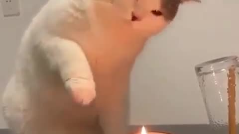 Curious Cat has no Fear of Fire?