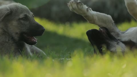 Dogs playing.