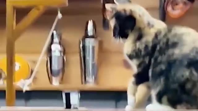 What happened when dogs or cats watch horror scenes