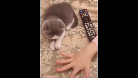 Best Funny Animal Videos, funniest animals ever relax with cute animals video
