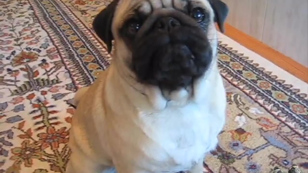 Max the Silent Barking Pug