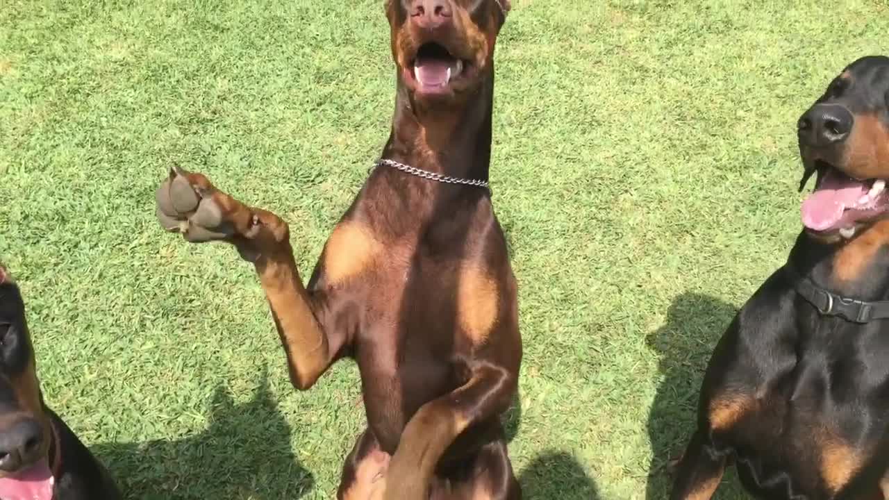 Dobermans increíblemente obedientes demuestran una amplia variedad de habilidades