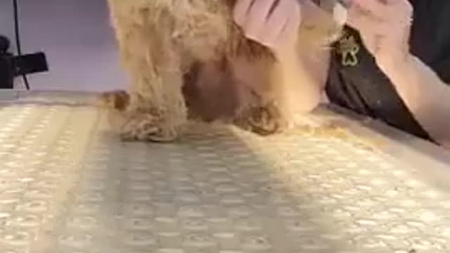 Little puppy gives me hugs during his first bath