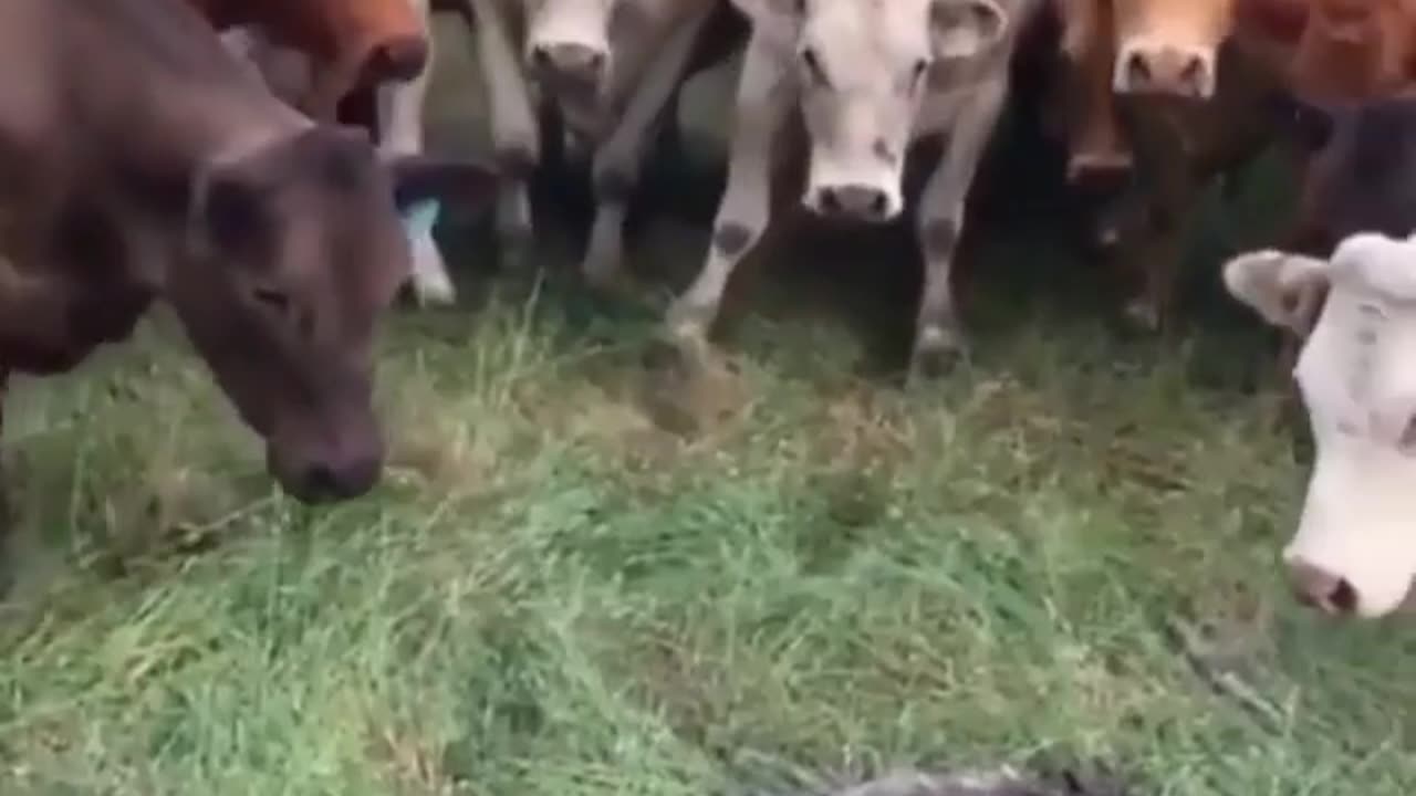 Cow 🐄🐄🐮🤣🤣