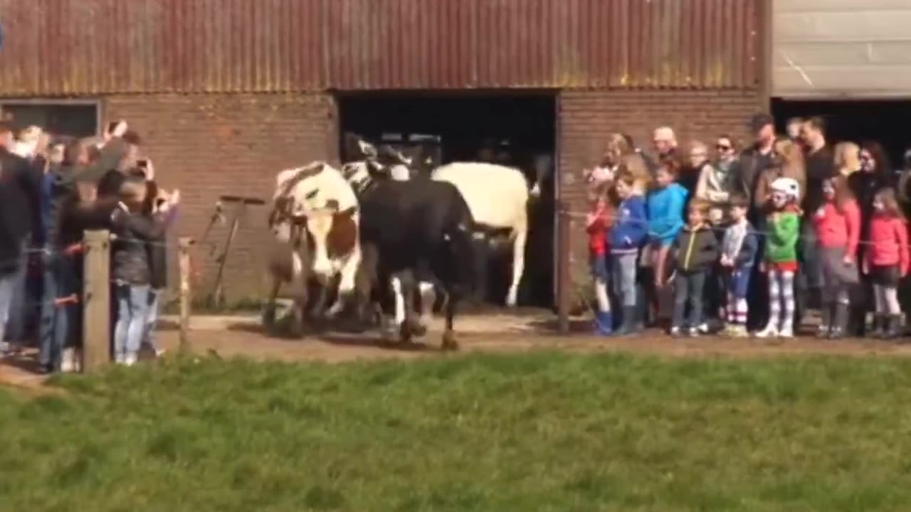 Cows jump for joy 🐮