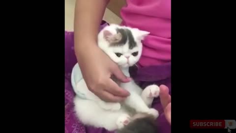 funny animal videos - try not to laugh clean #