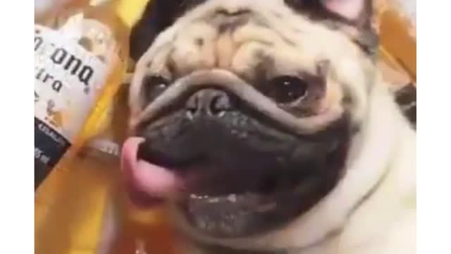 Drunk Dog