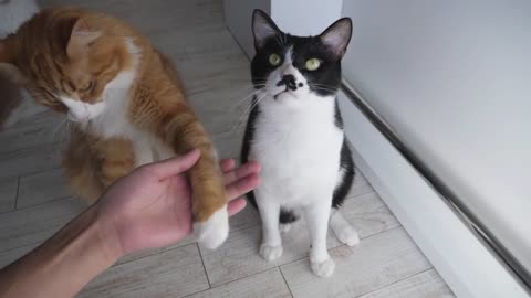 How I Trained My Cats