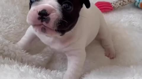 Cute puppy