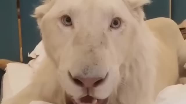 Incredibly hilarious animal moments #18. Mess with predator.