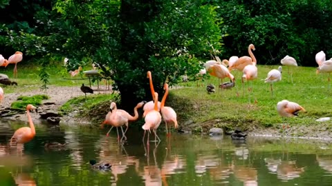 BIRDS VIDEO