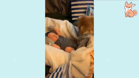 Funny DOG Videos 🤣You will laugh at all the DOGS 😂