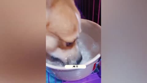 Hungry dog wants to eat fake food😂🤣