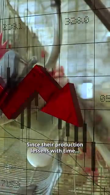 Why I stopped eating eggs #shorts