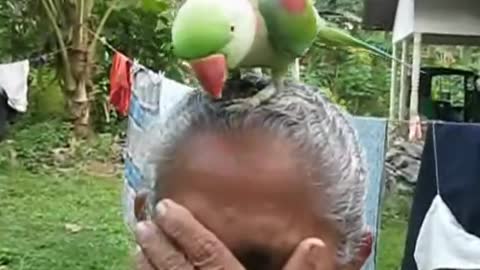 Parrot Talking in Sinhala - Sri Lanka