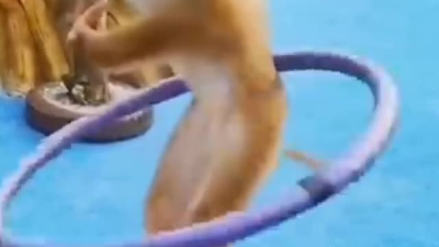 monkey dance funny video