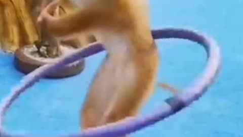 monkey dance funny video