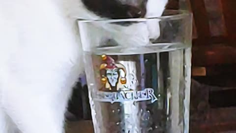 Trixy thirsty kitty drinks from Weyerbacher pint glass