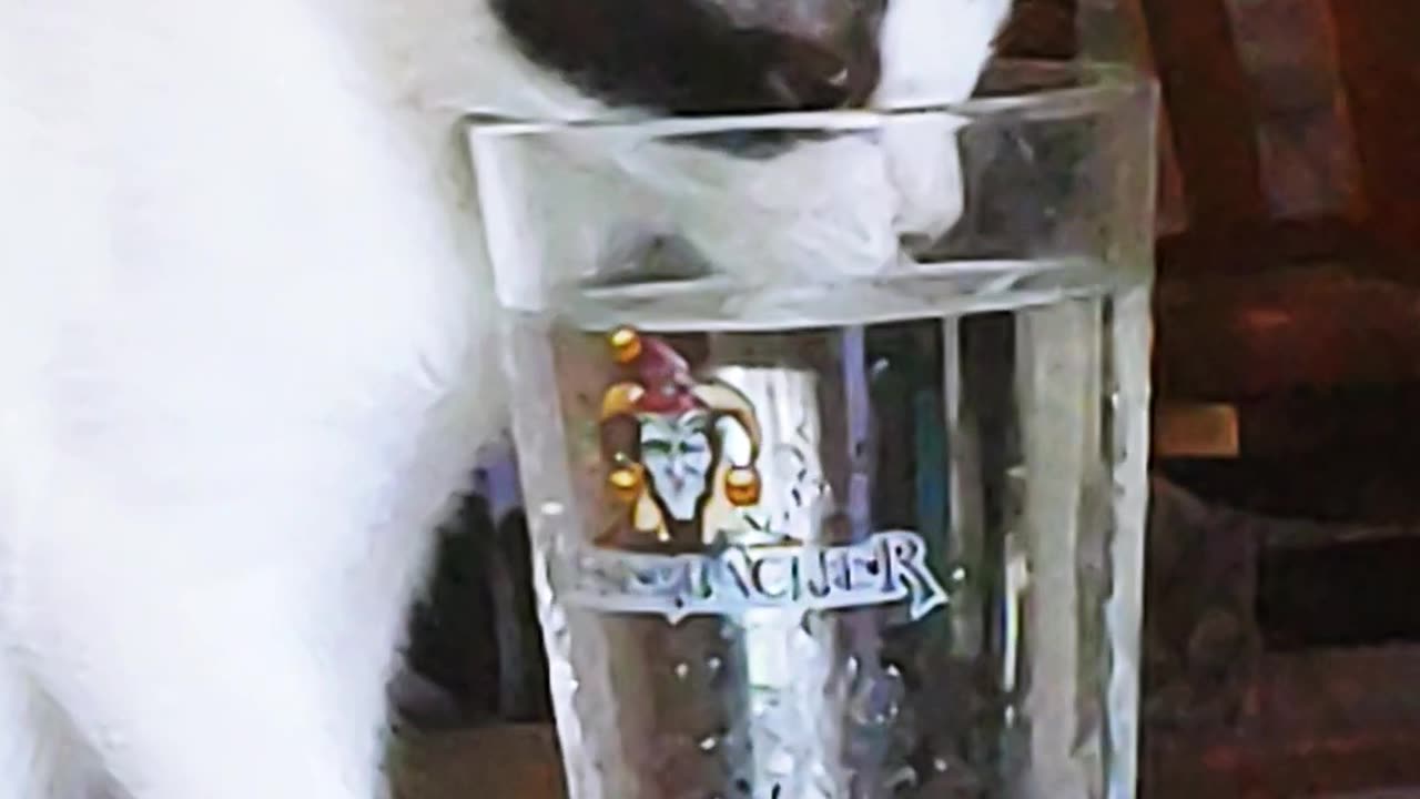 Trixy thirsty kitty drinks from Weyerbacher pint glass