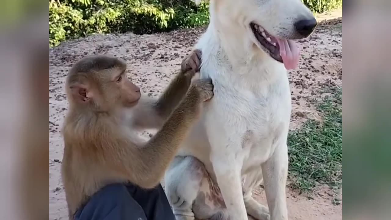 Dog and monkey funny video.. #funny video