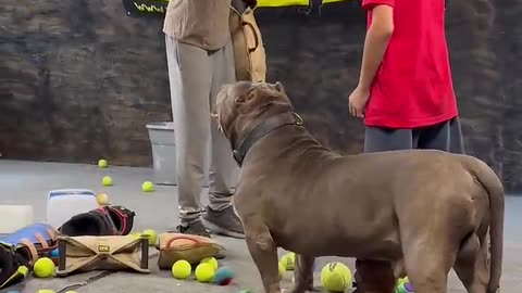 ... This pit bulls got incredible restraint protect his brother is all he cares