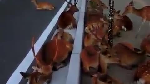 Wow Deers in U.S New