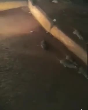 Pack of rats run freely near the Pietermaritzburg CBD