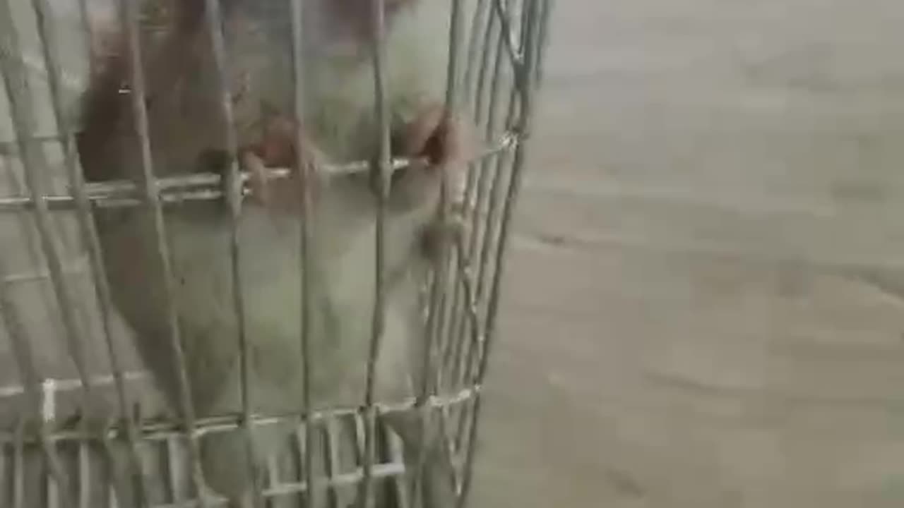 How to catch a rat in a cage