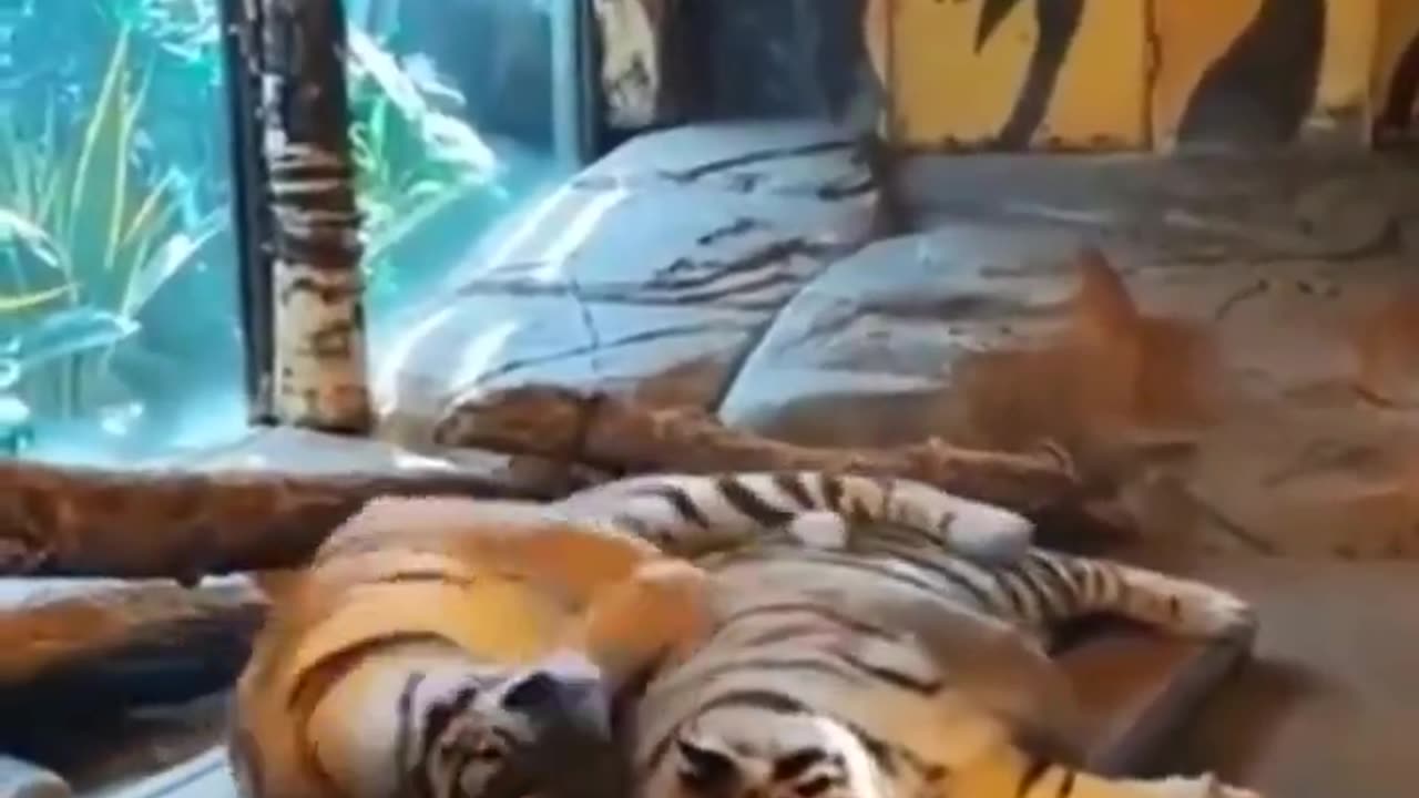 Who can relate like this tiger? 😂