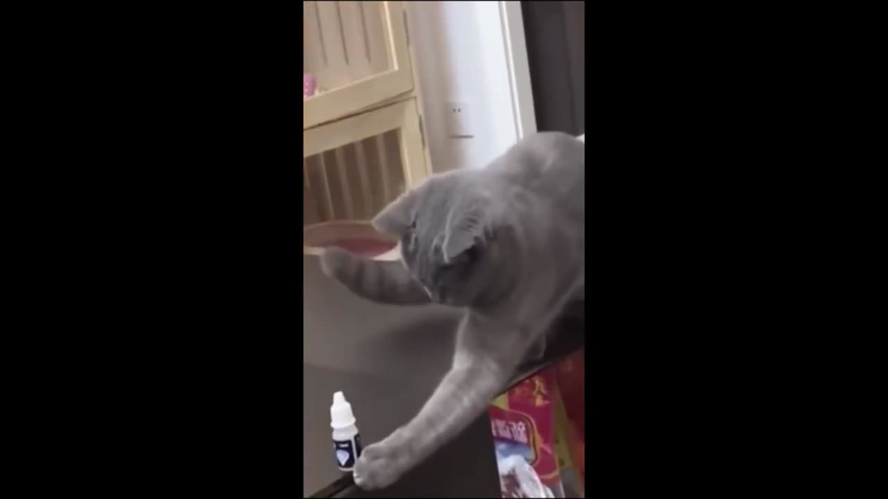 Funny animals #8 #cat #dog #anifunny