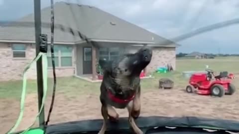Funny dog 🐕