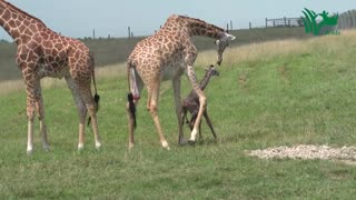 Baby Giraffe Tries to Stand and Takes His First Steps