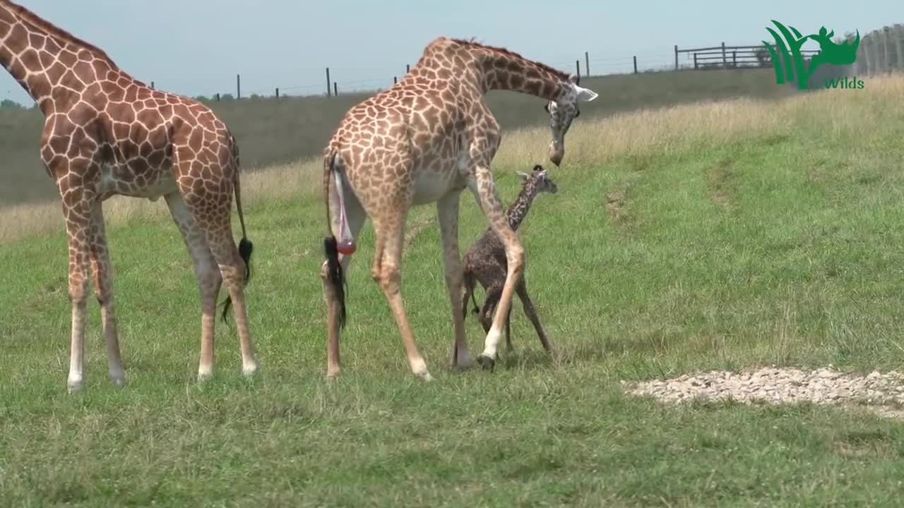 Baby Giraffe Tries to Stand and Takes His First Steps