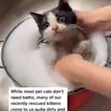 Cute cat bath time ☺️