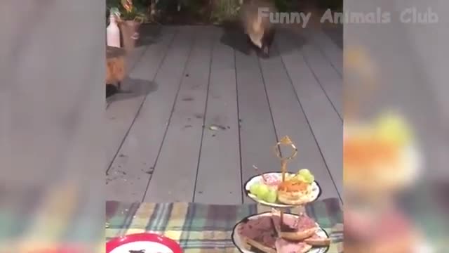 Funny Animal Videos 2022 Funniest Dogs And Cats Videos