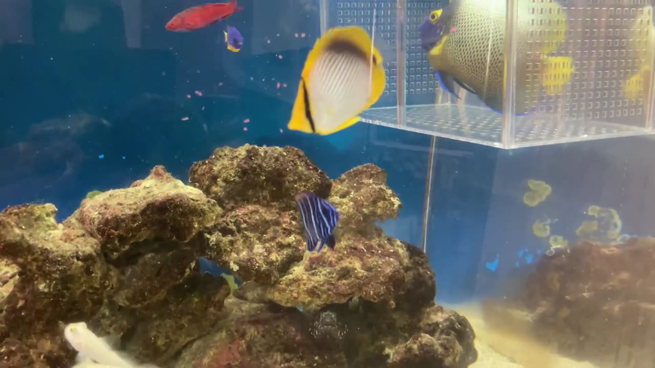 Feeding juvenile Inazuma-yakko