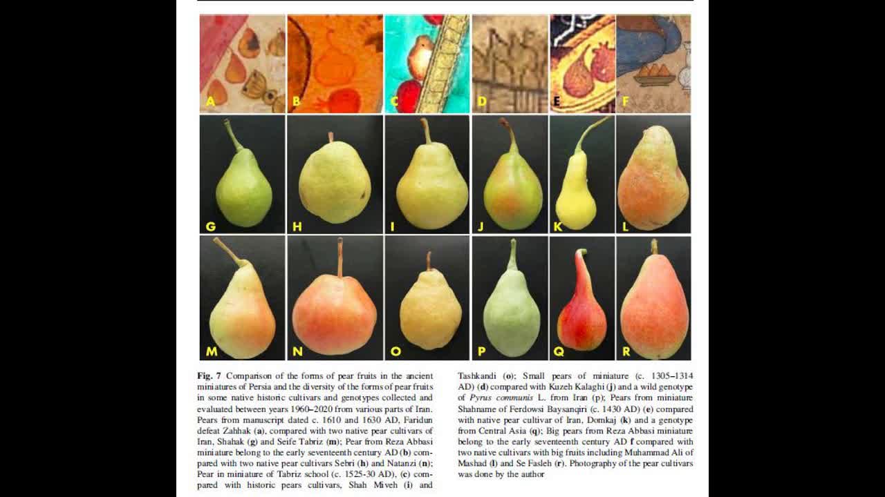Alt-Tech 144 Fruit in Primordial Persian Paintings