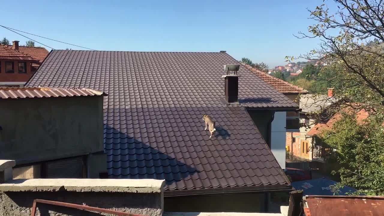 Adventurous husky causally walks across rooftop