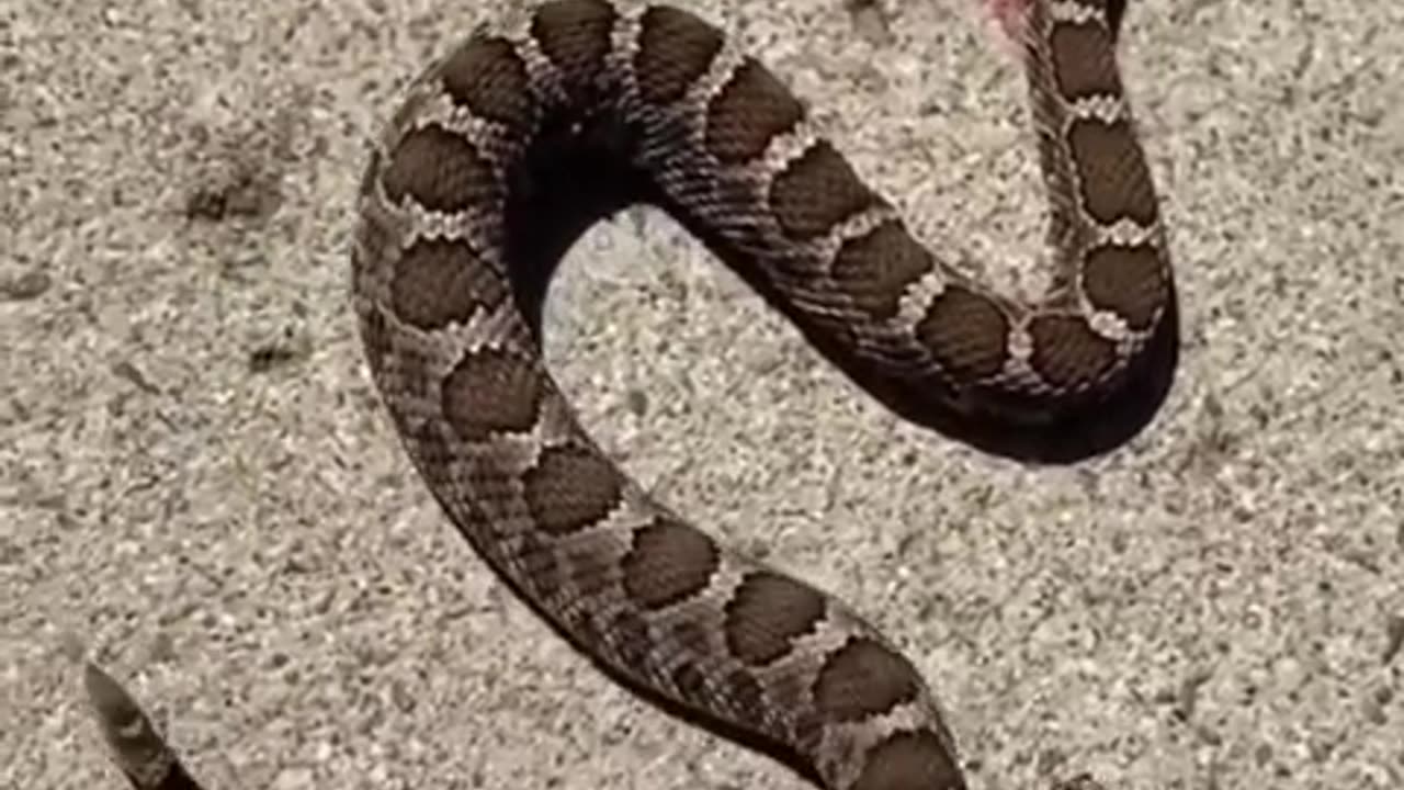 Headless Rattlesnake Bites Itself" - Unravel the Bizarre Phenomenon in the Serpent Realm! 🌿📽️