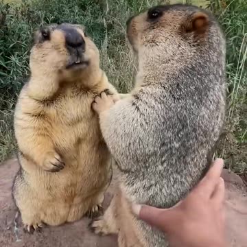 Prairie dog is cute bobak marmot wild animals capybara
