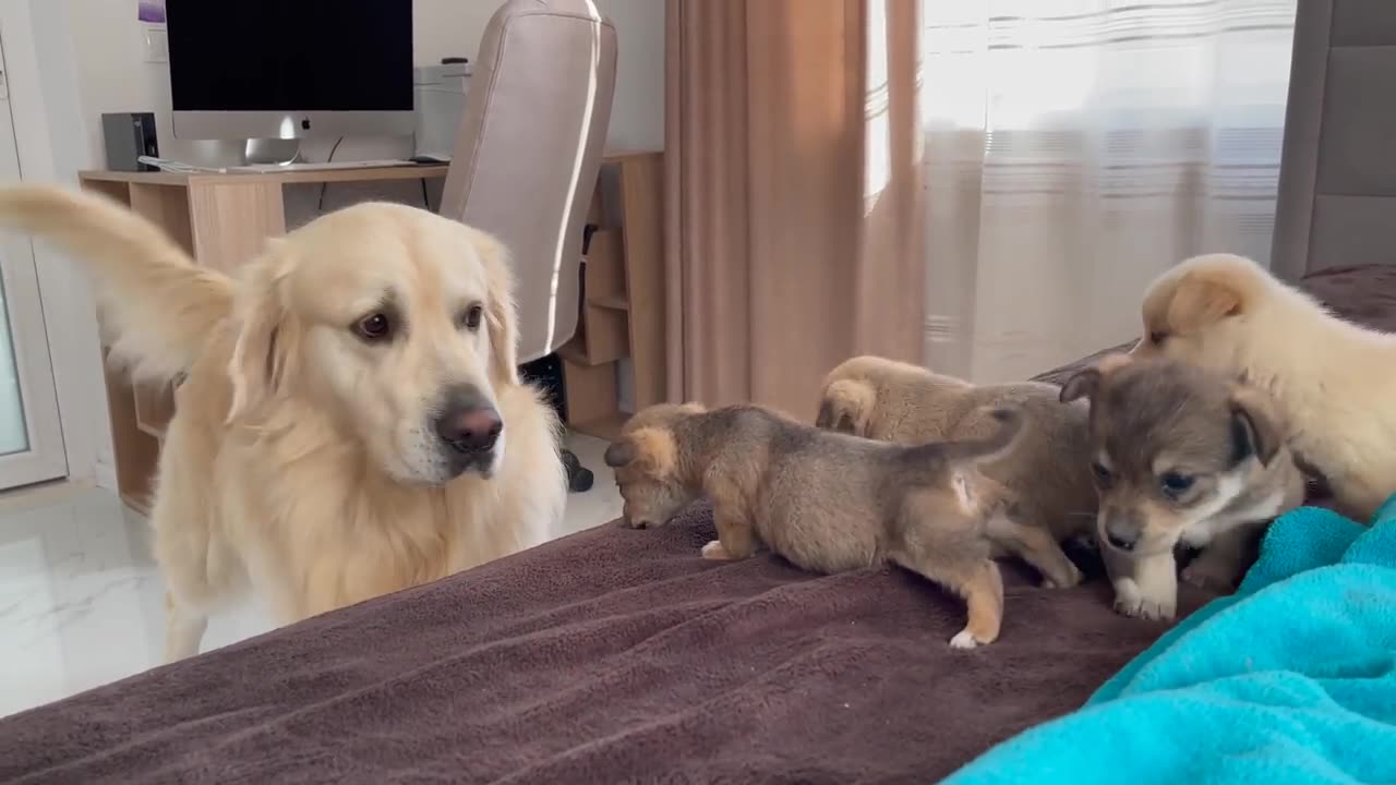 Golden Retriever Meets Puppies for the First Time