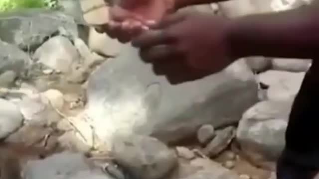 Monkeys attacking and robbing people